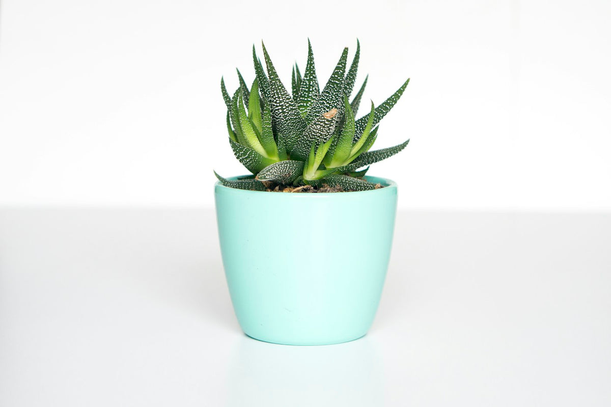 Collection of indoor foliage plants in pots near a bright window