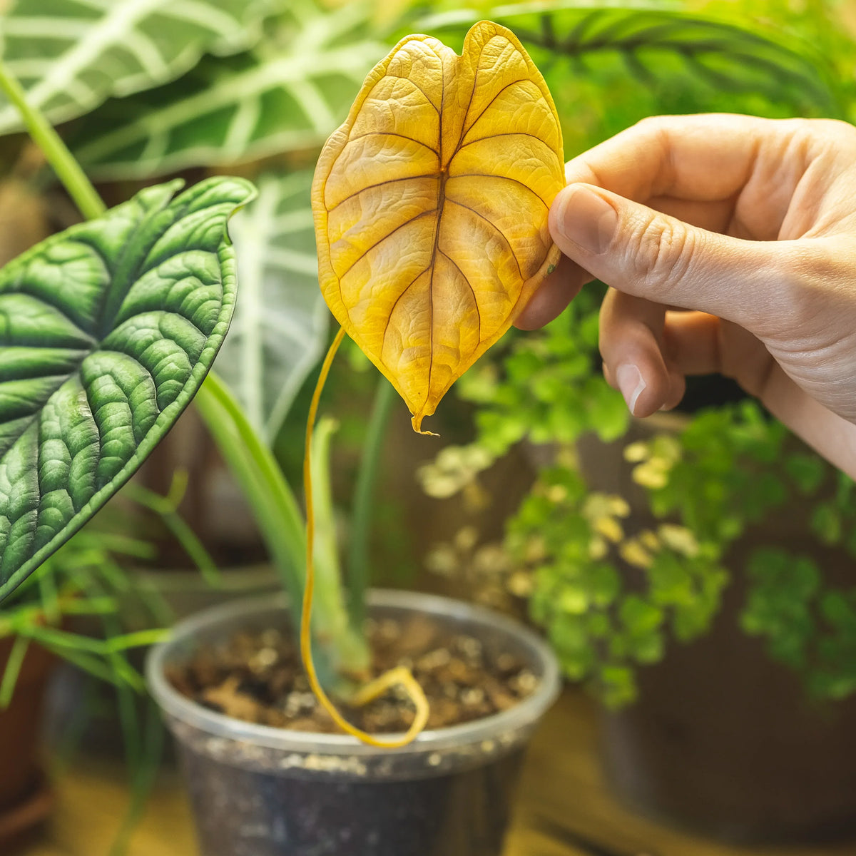 Why Are My Plant Leaves Turning Yellow? Causes and Solutions