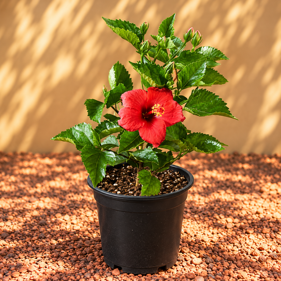 Hibiscus - Outdoor Plants
