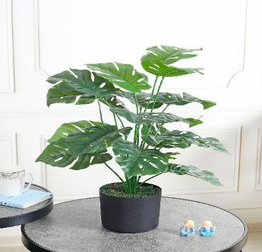 MONSTERA 18 HD - Plant Arti