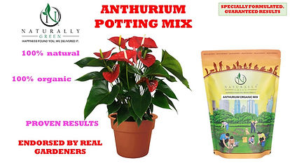 Anthurium Potting soil Mix