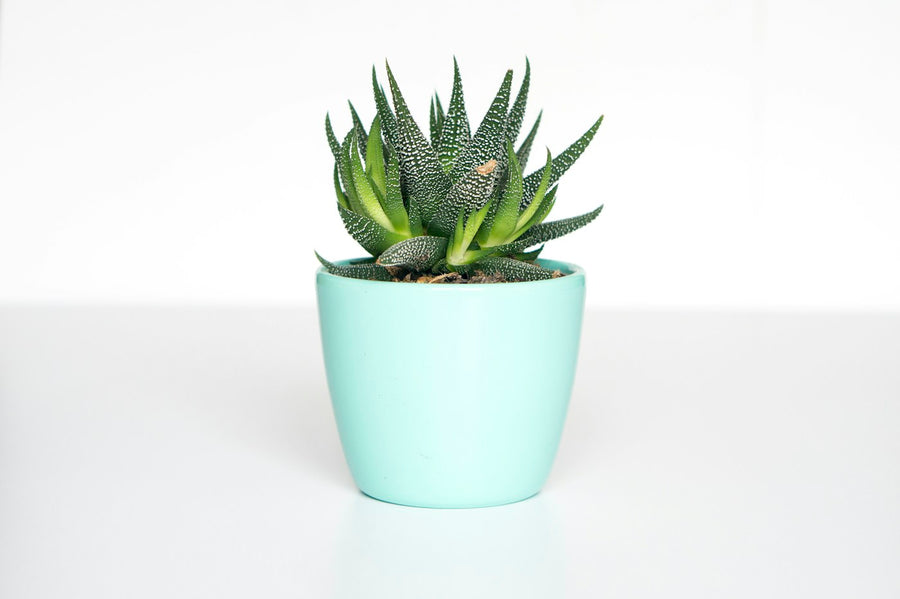 Collection of indoor foliage plants in pots near a bright window
