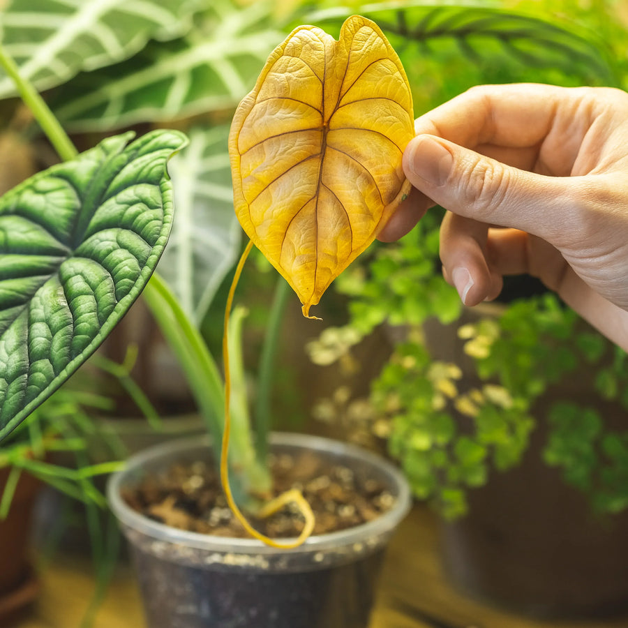 Why Are My Plant Leaves Turning Yellow? Causes and Solutions