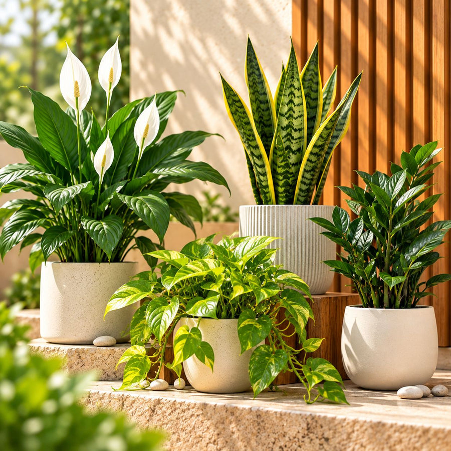 Air purifying plants