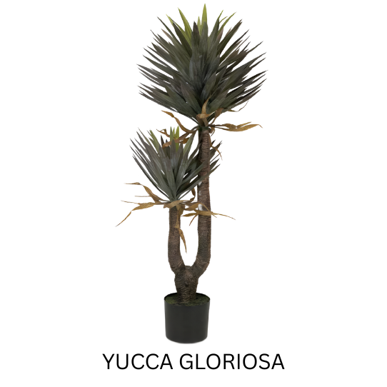 YUCCA GLORIOSA 140 CM