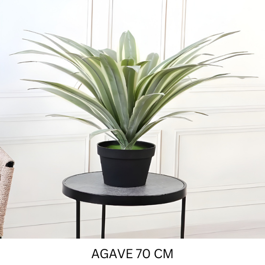 AGAVE 70 CM