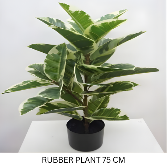 RUBBER PLANT WITH POT 75 CM