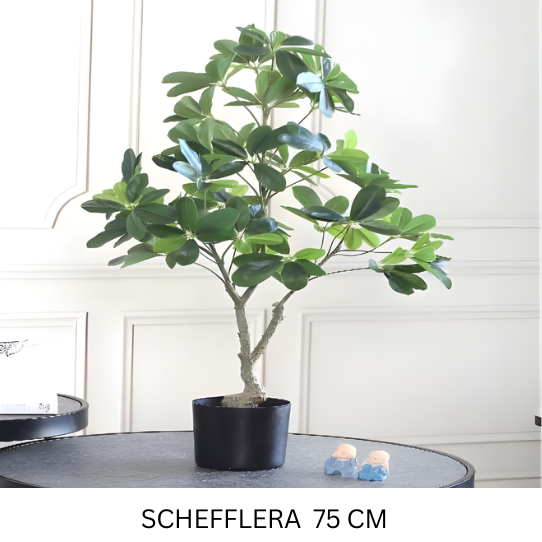 SCHEFFLERA WITH POT 75 CM