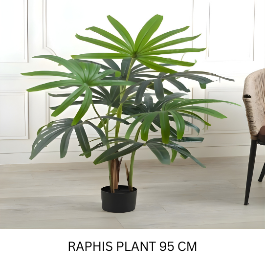 RHAPIS 95 CM