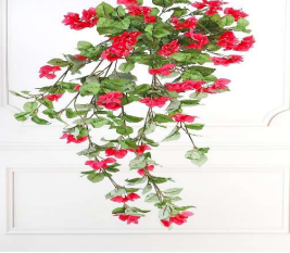 BOUGAINVILLEA BUSH RANI 105 CM HEIGHT