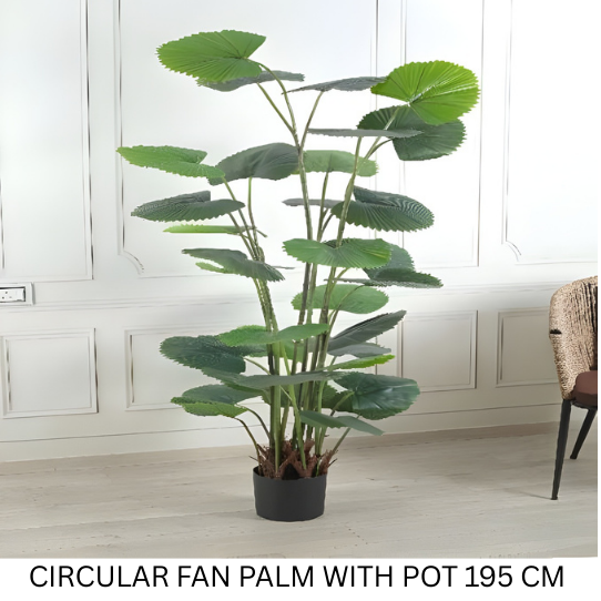 CIRCULAR FAN PALM WITH POT 195 CM