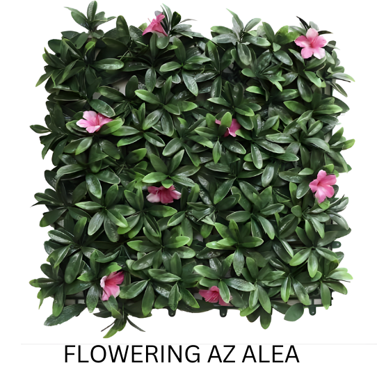 FLOWERING AZALEA 50CMX50CM