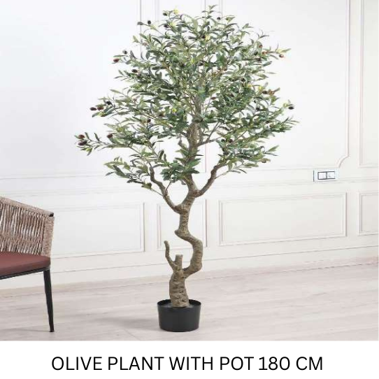 OLIVE PLANT WITH POT 180 CM