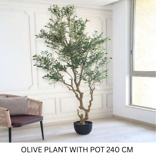 OLIVE PLANT WITH POT 240 CM