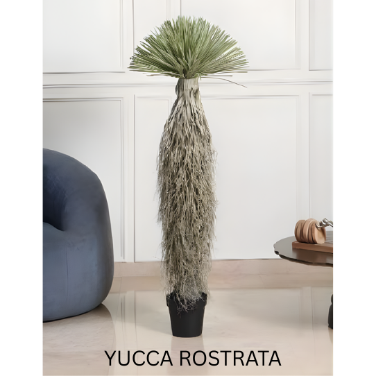 YUCCA ROSTRATA 150 CM