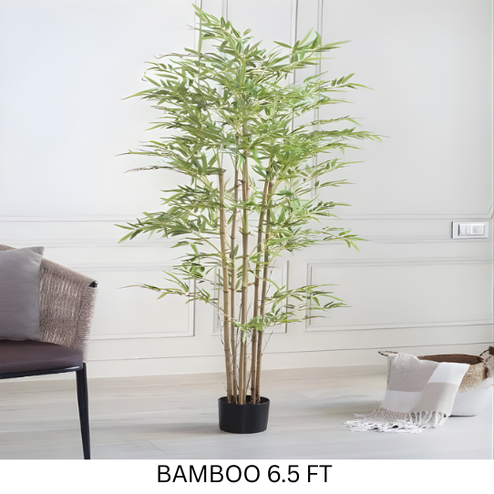 BAMBOO WITH POT 6.5 FT