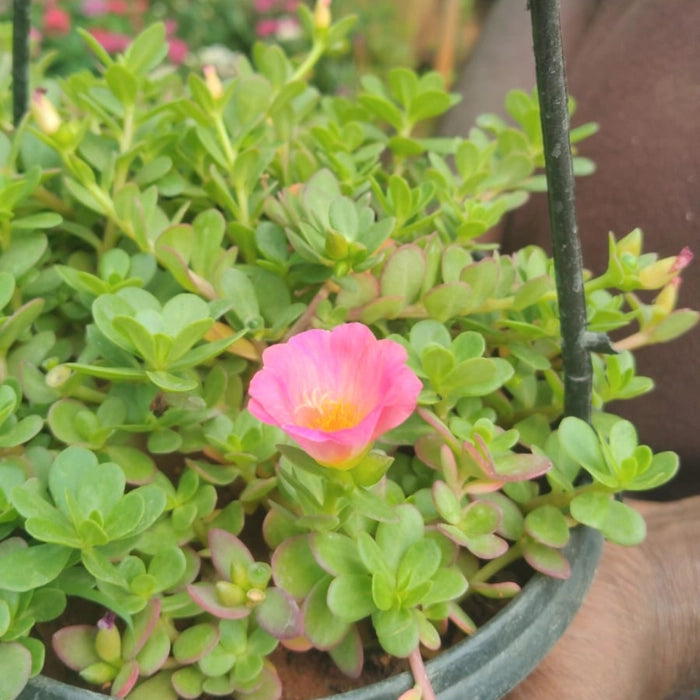 Table Rose