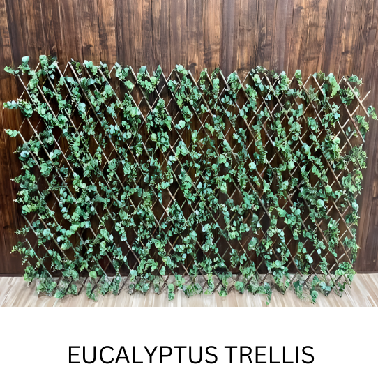 EUCALYPTUS TRELLIS 1 MTR X 2 MTR