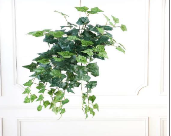 MAPLE IVY 68 CM TALL