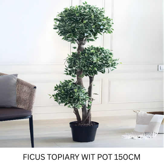 FICUS TOPIARY WITH POT 150 CM