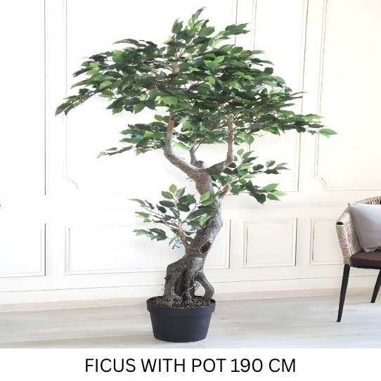 FICUS WITH POT 190 CM