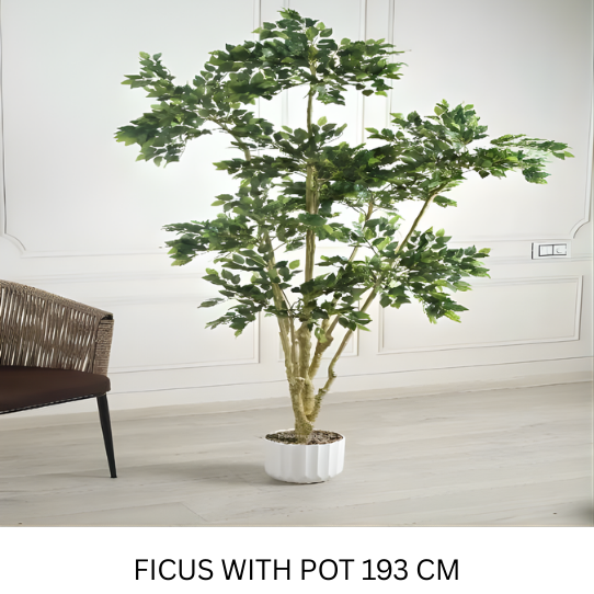 FICUS WITH POT 193 CM