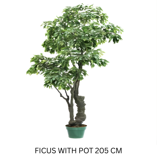 FICUS GREEN 205 CM