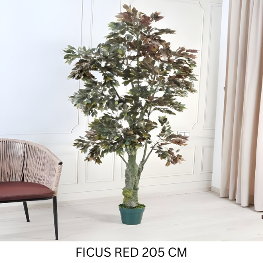 FICUS 205 CM