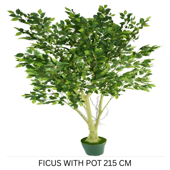 FICUS 215 CM