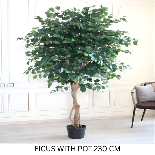 FICUS WITH POT 230 CM