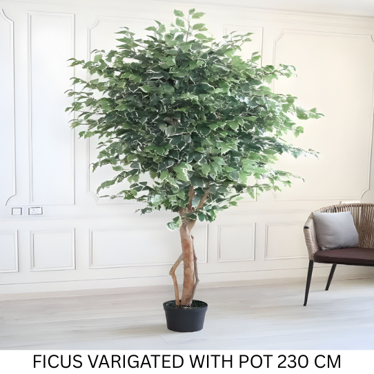 FICUS WITH POT 230 CM