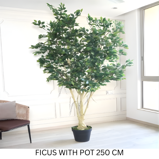 FICUS 250 CM