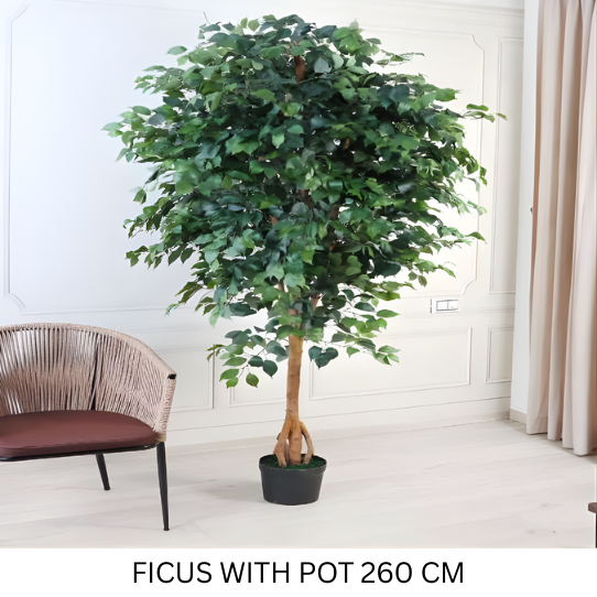 FICUS WITH POT 260 CM