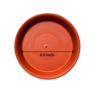 Round Plate