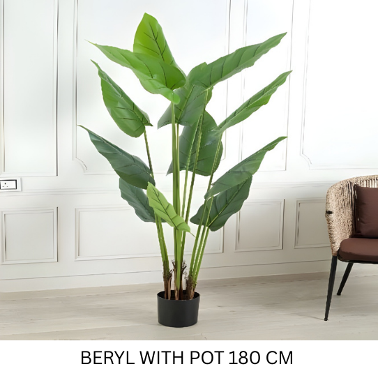 BERYL WITH POT 180 CM