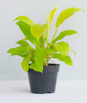 Philodendron