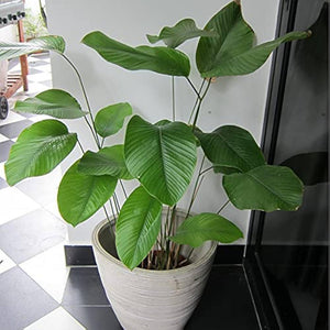 Calathea lutea