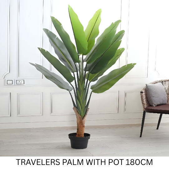 TRAVELERS PALM WITH POT 180 CM