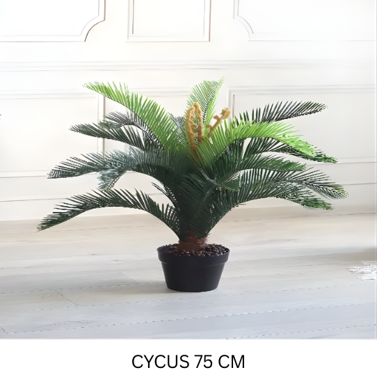 CYCUS WITH POT 75 CM