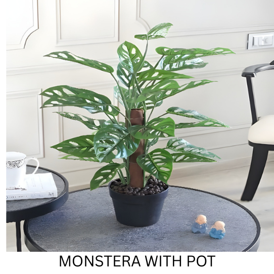 MONSTERA WITH POT 60 CM