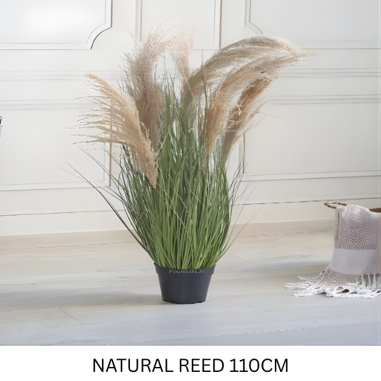 TURAL REED