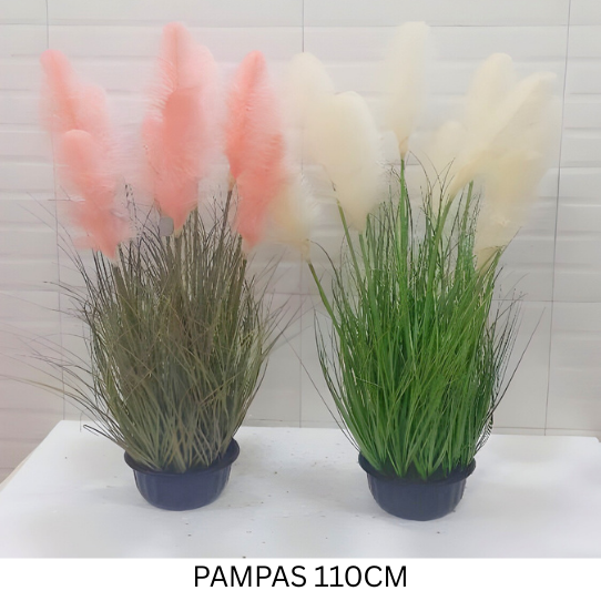 PAMPAS - Flowering Arti