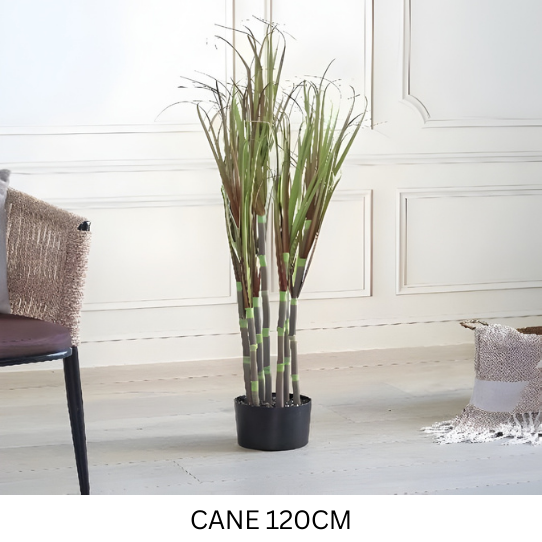 CANE PLANT BROWN 120 CM