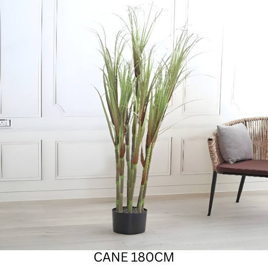 CANE PLANT 180 CM