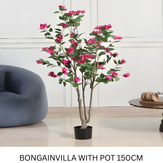 BOUGAINVILLEA 150 CM