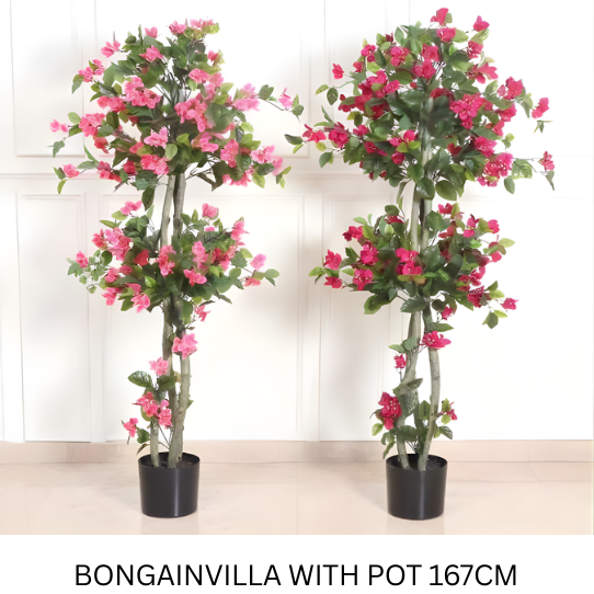 BONGAINVILLA 167 CM