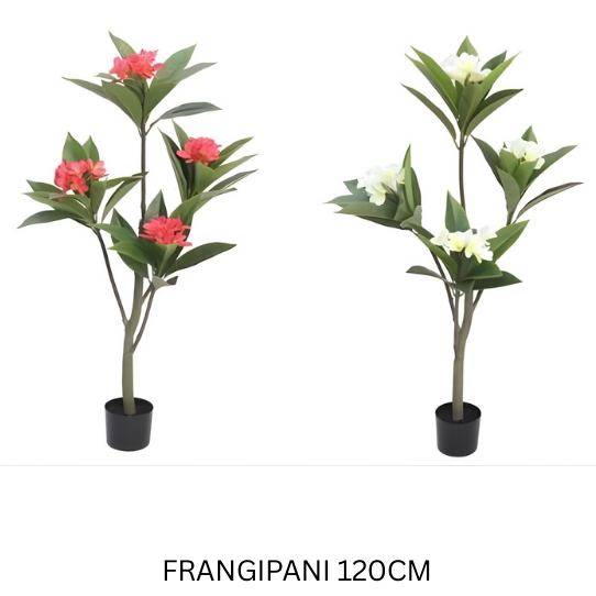 FRANGIPANI
