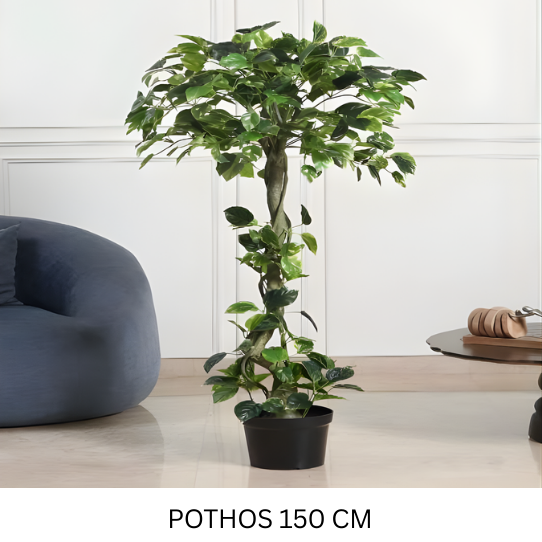 POTHOS 150 CM