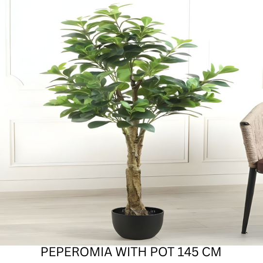 PEPEROMIA WITH POT 145 CM