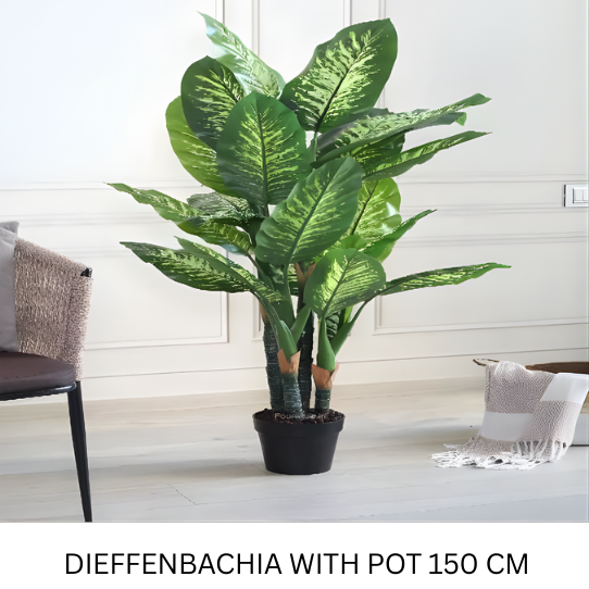 DIEFFENBACHIA WITH POT 150 CM